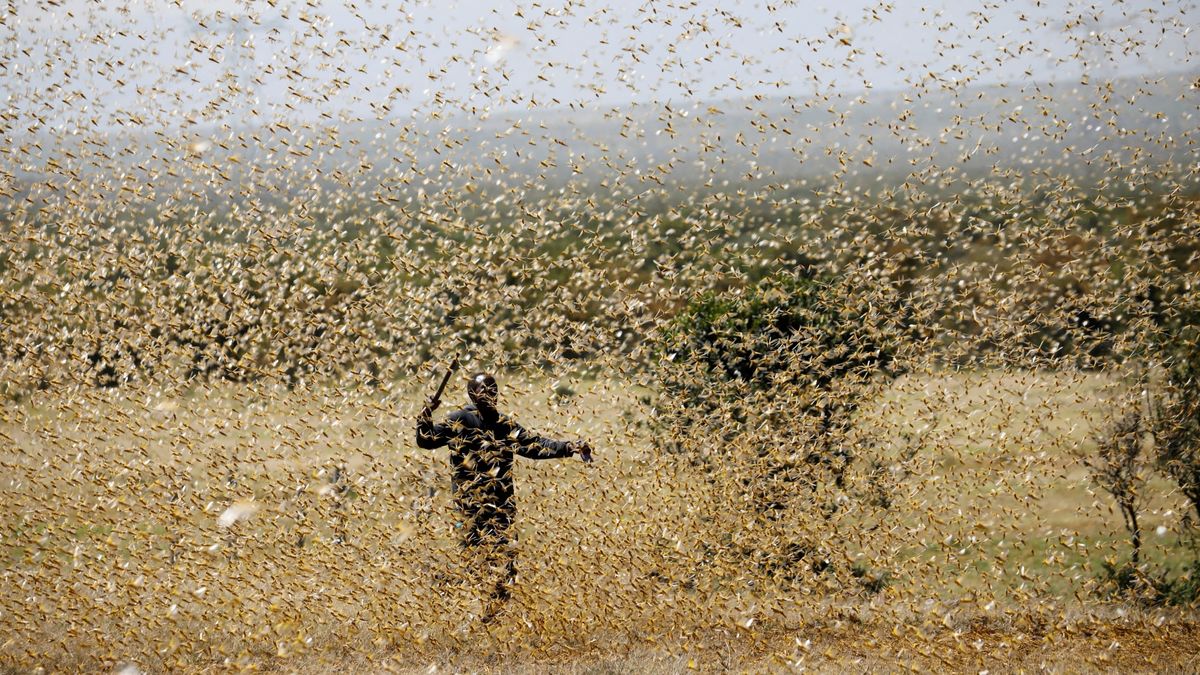 globalvillagespace.com - News Desk - Pakistan uses drones to fight off locust-led crisis