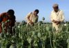Afghans turn to opium