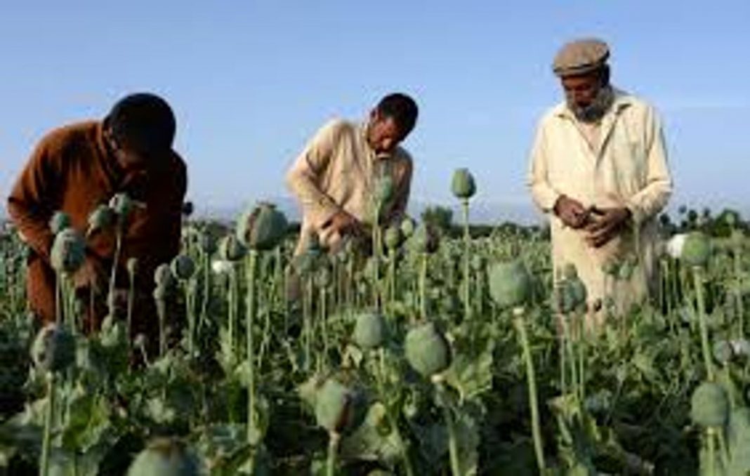 Afghans turn to opium