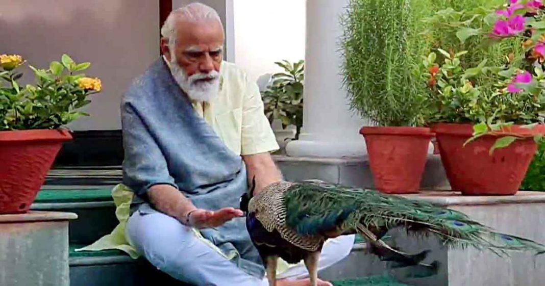 Modi busy with peacocks