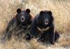 two bears