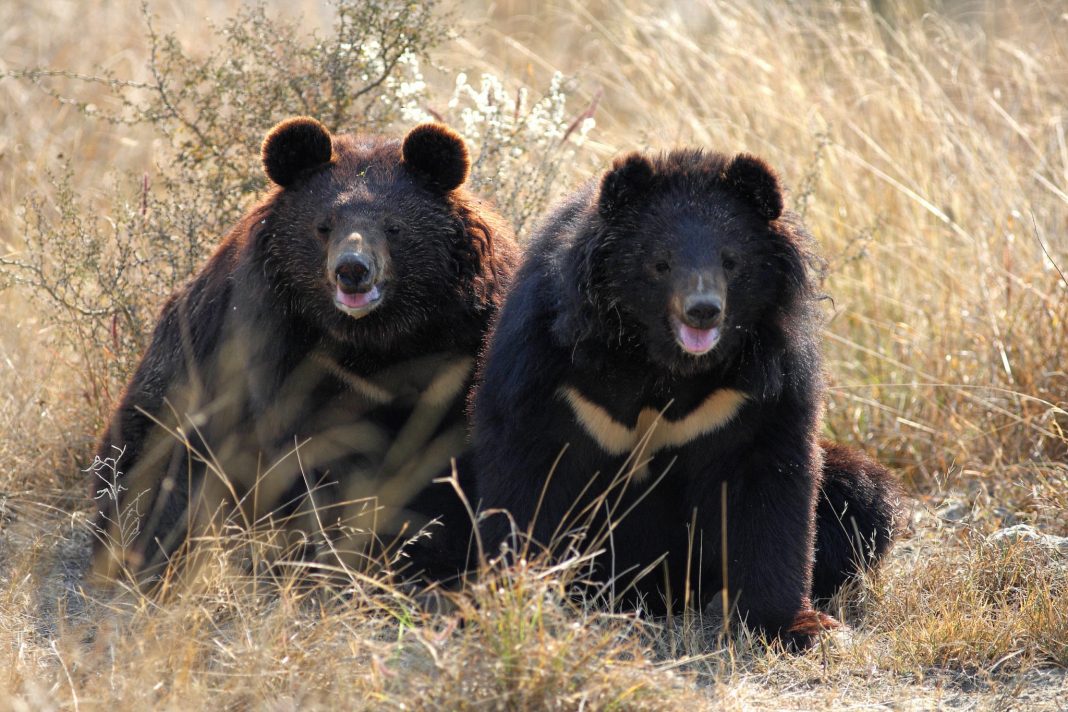 two bears