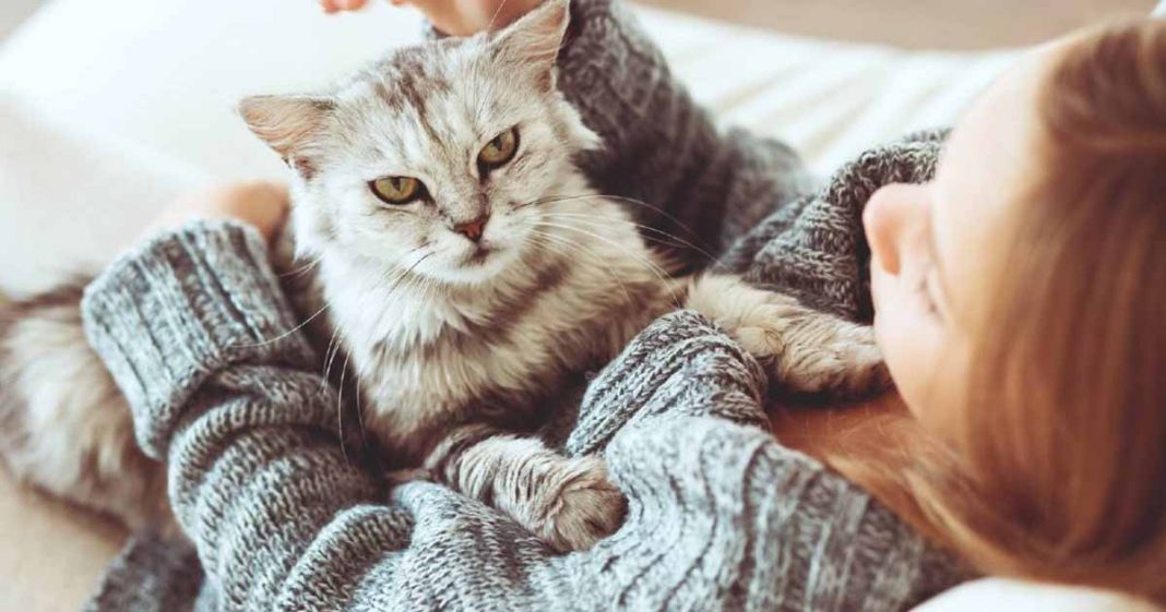 Cats carry diseases that can be deadly to humans study