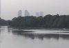 concrete jungle threatens mangroves
