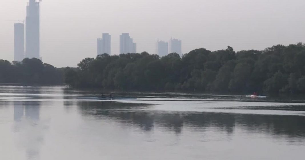 concrete jungle threatens mangroves