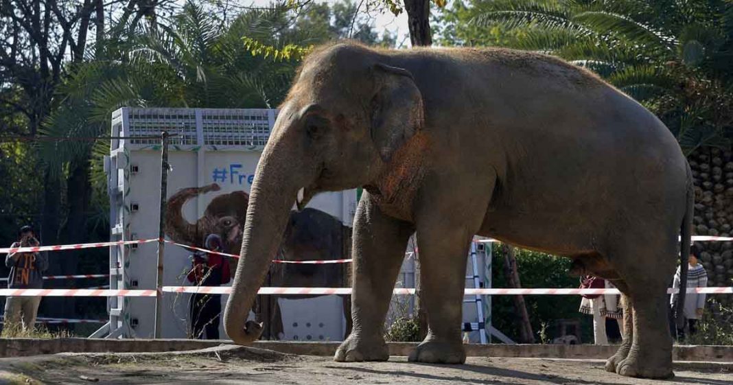 Pakistan loneliest elephant