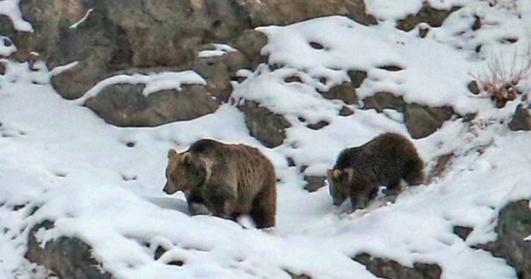 Himalayan Brown Bear Karakoram