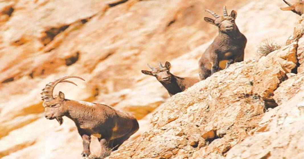 Himalayan Ibex Gilgit Baltistan