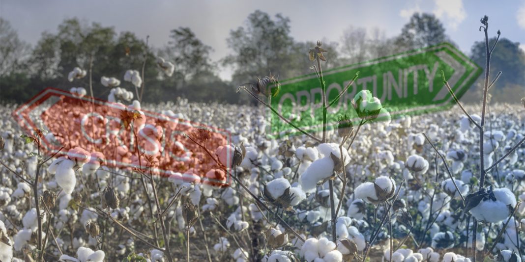 Crisis or Opportunity written with cotton in background