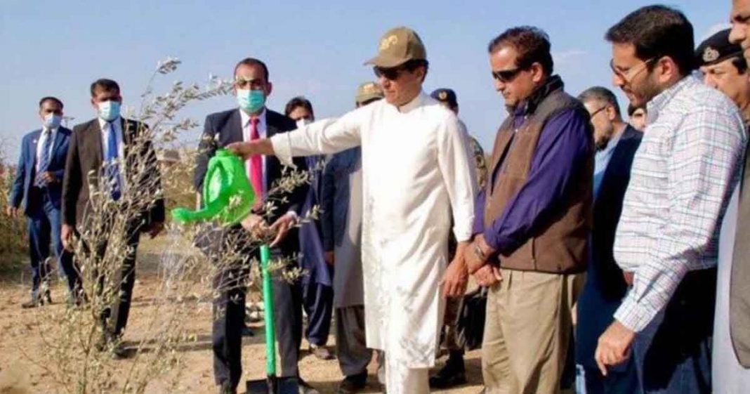 Olive Cultivation best investment