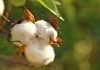APTMA Delegation Visits Uzbekistan to Strengthen Cotton Research Collaboration