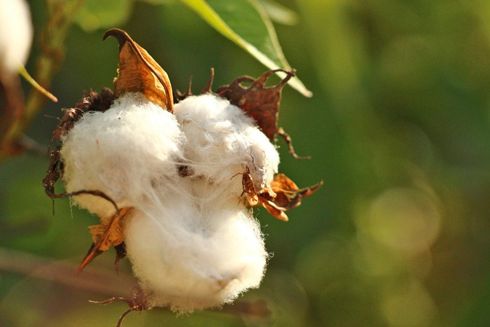 APTMA Delegation Visits Uzbekistan to Strengthen Cotton Research Collaboration