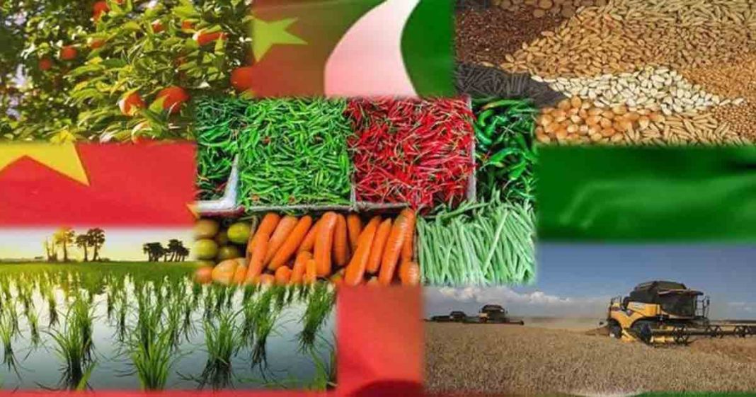 technical cooperation olive cultivation