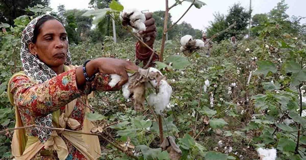 Sindh grow cotton