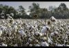 Pakistan's cotton