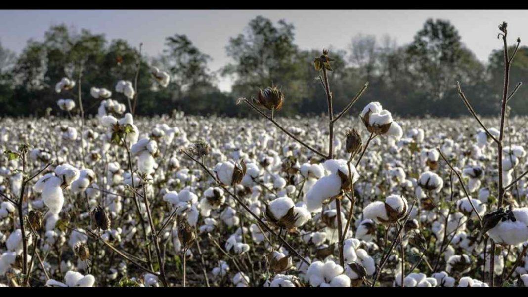 Pakistan's cotton