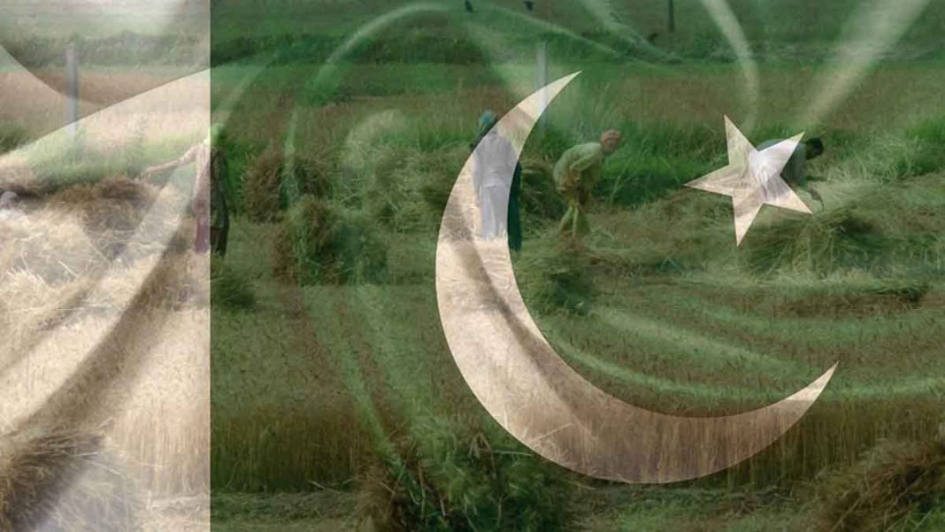 Agriculture Statistics Pakistan