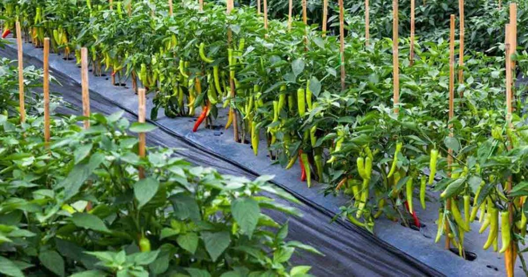 Chili farming