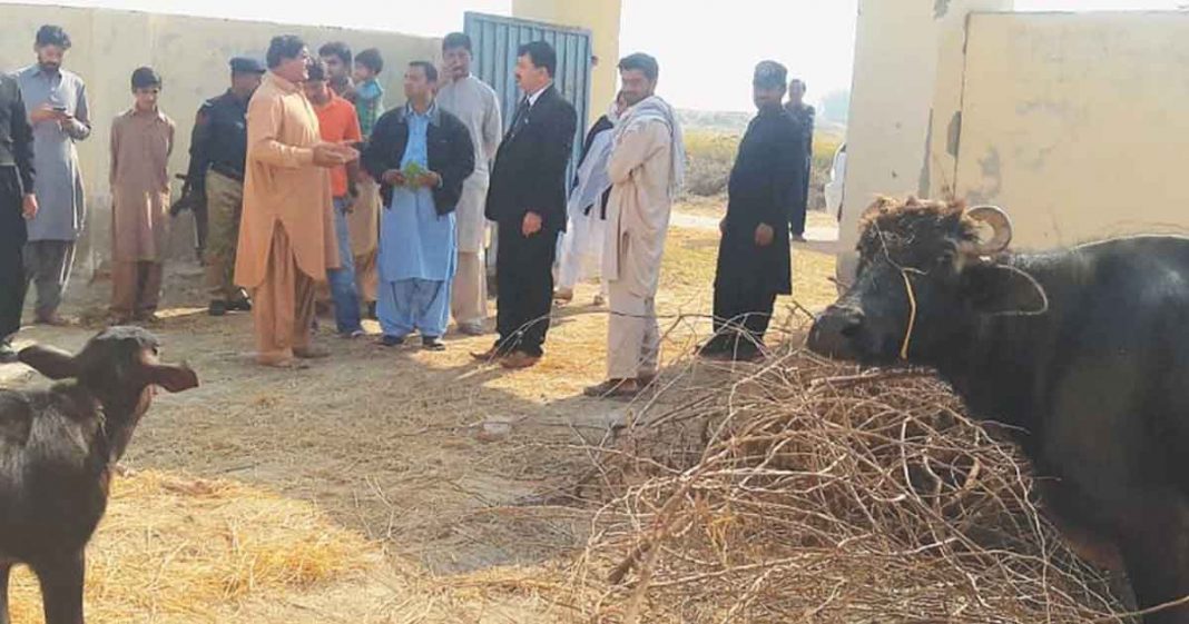 schools in Sindh converted animal pens