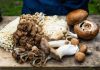 mushroom farming training
