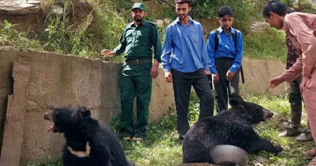 orphaned bear cubs