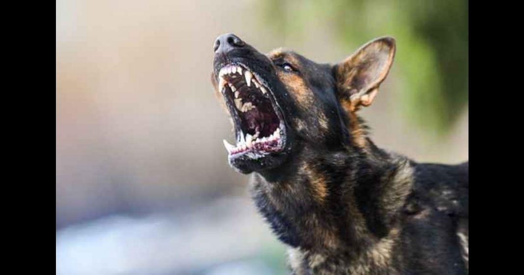 Dog attack