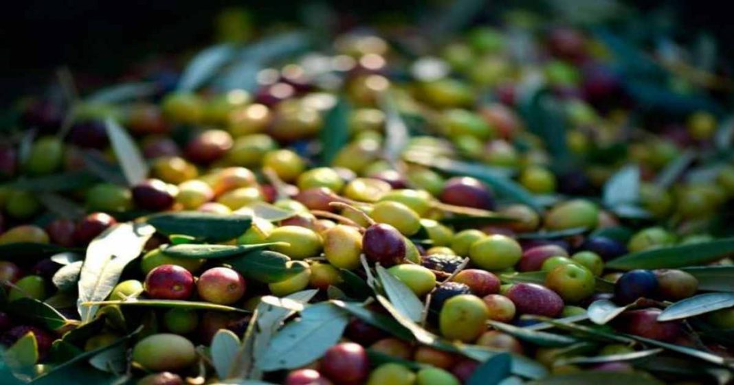 Pakistan olive cultivation