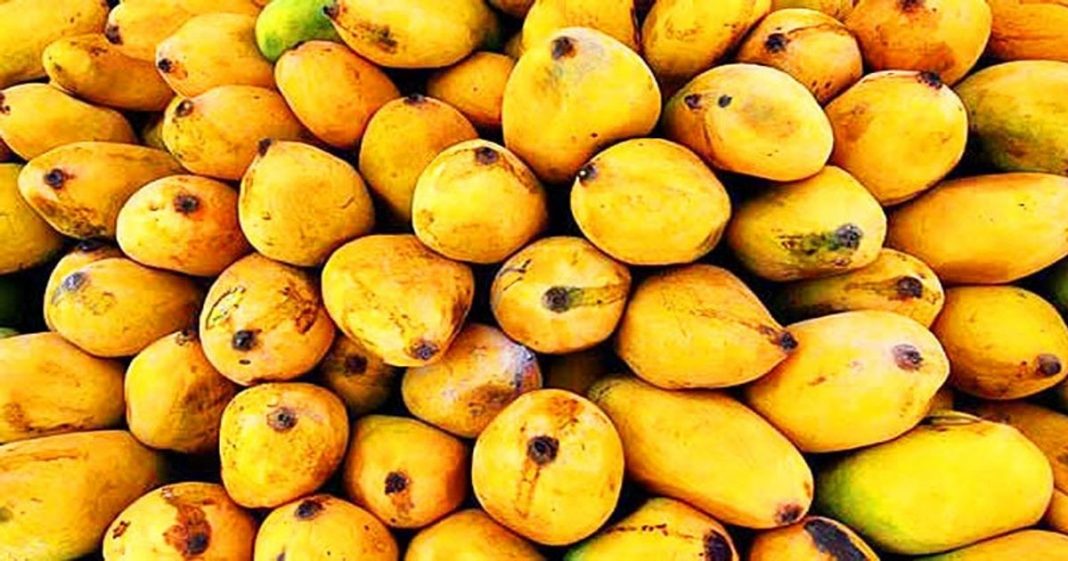 Mango exports