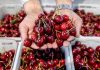 Pakistan exports cherries to China