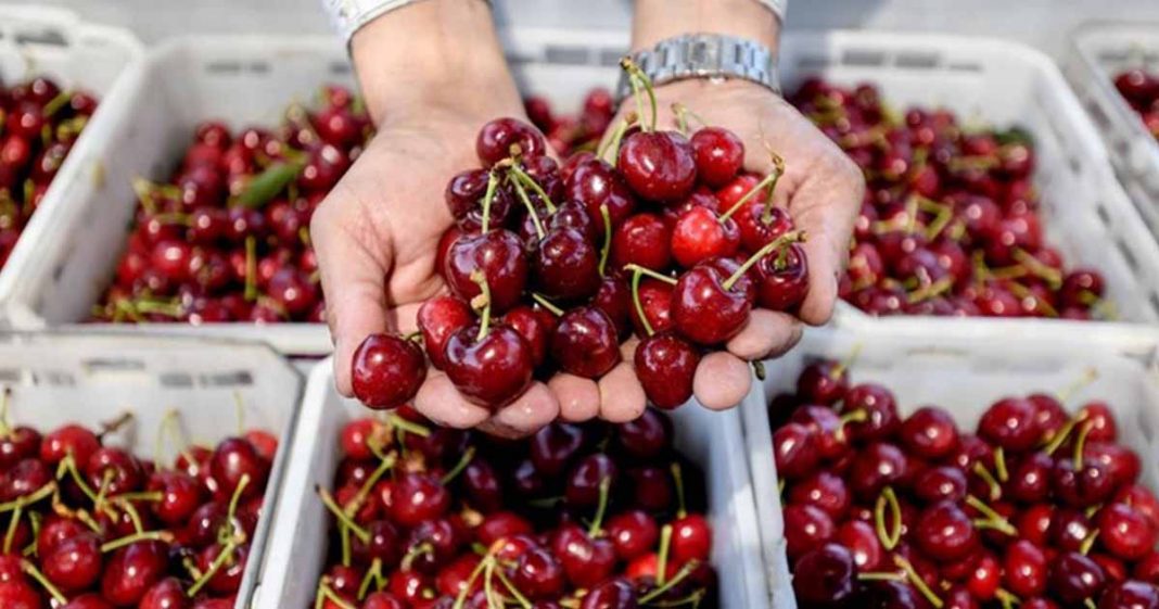 Pakistan exports cherries to China