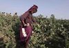 Shows a woman picking cotton in Pakistan