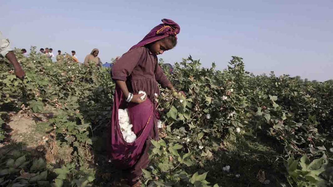 Shows a woman picking cotton in Pakistan