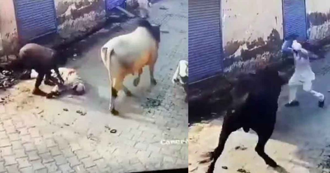 Hindu died in bull attack