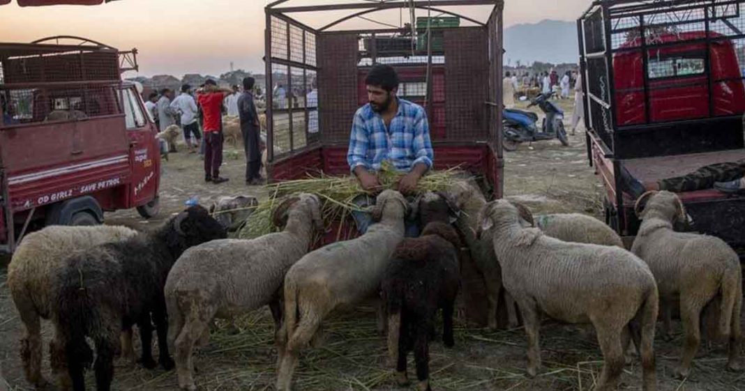 Indian ban animal slaughter