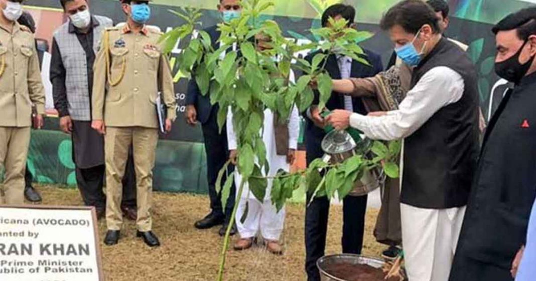 Monsoon plantation in Lasbela