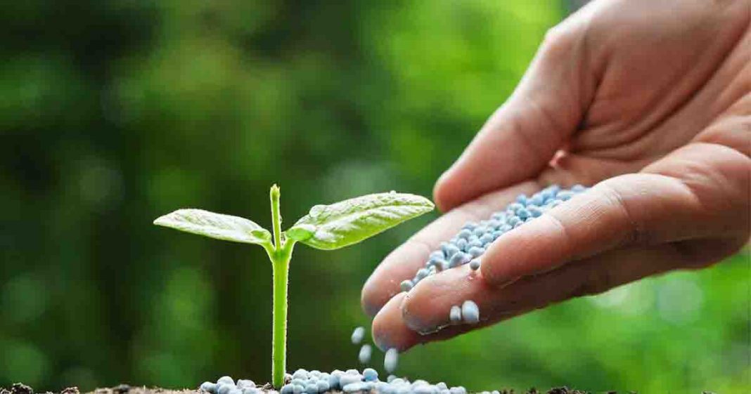 Shows a person adding fertilizer to a plant