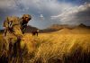 Afghans facing food emergency as agriculture crushes UN