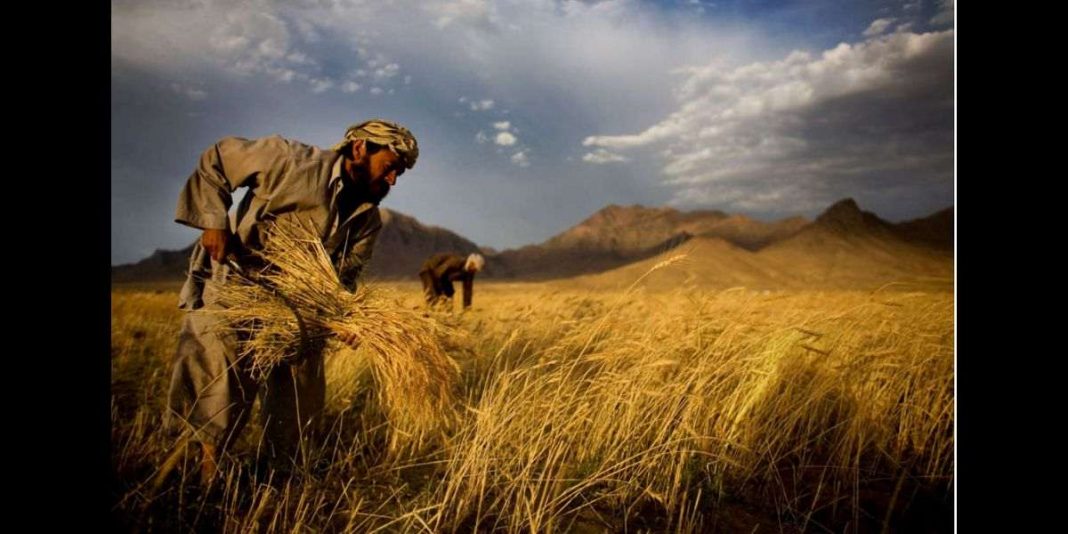 Afghans facing food emergency as agriculture crushes UN