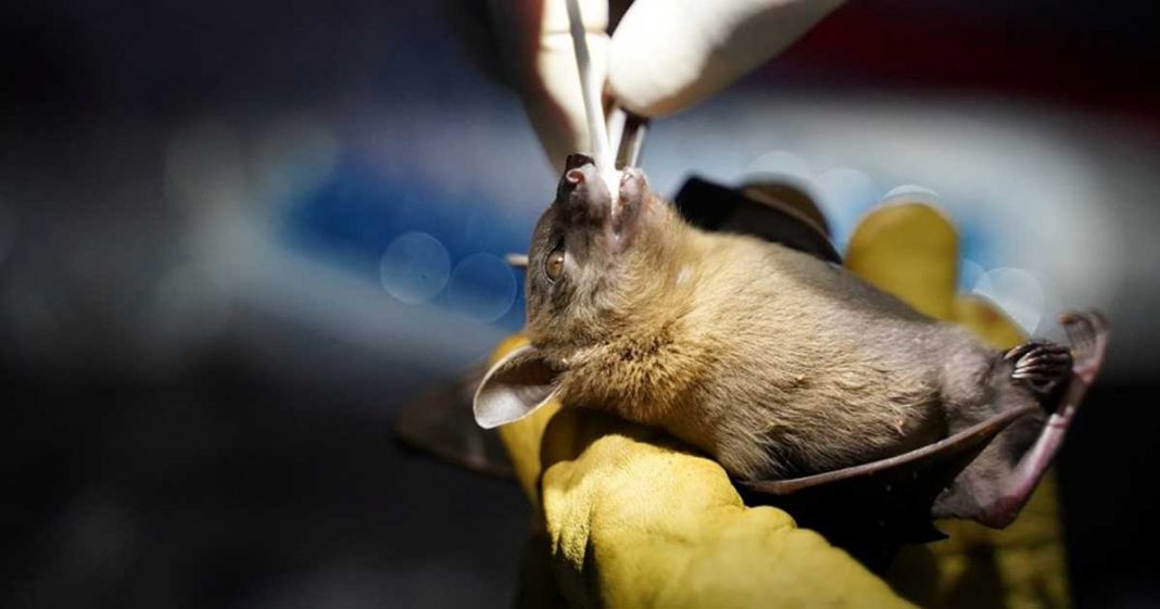 Bats with Covid viruses