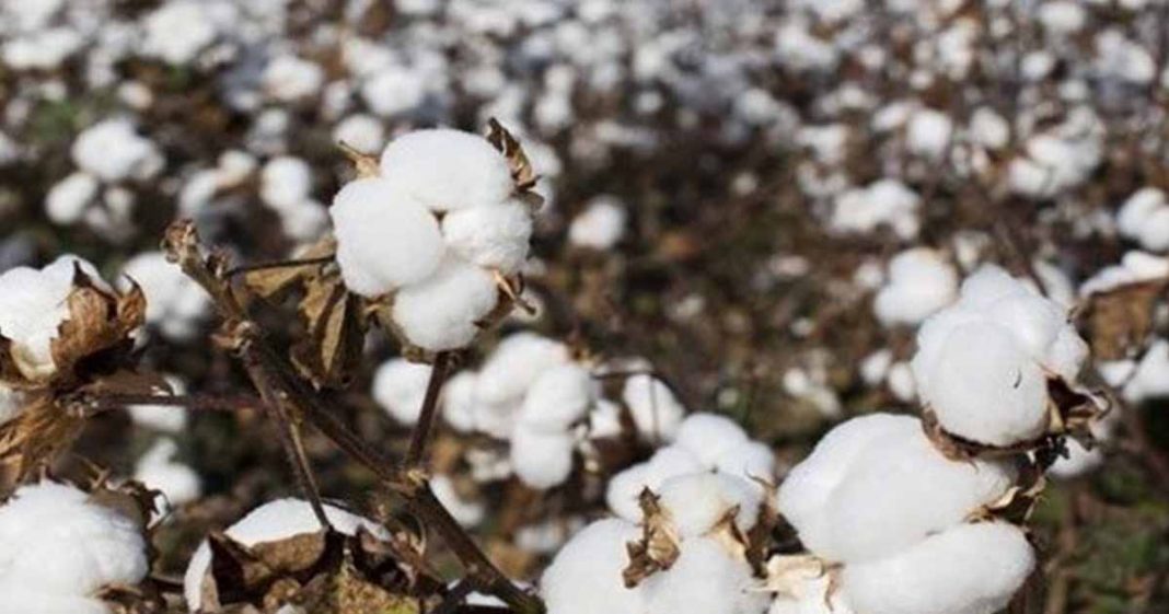 APTMA MSP cotton