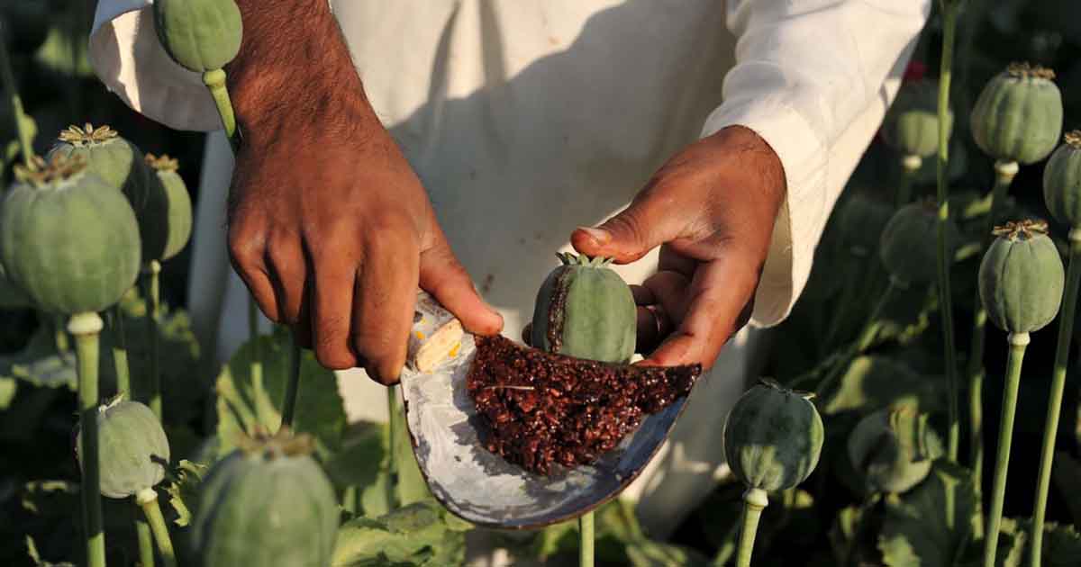 Opium prices soar as Afghans fear a crackdown by Taliban on drugs