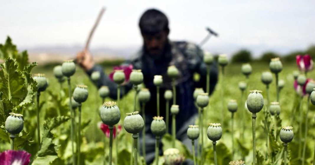 India drug trafficking network