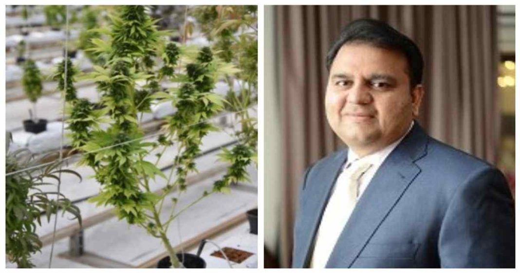 Pakistan hemp production