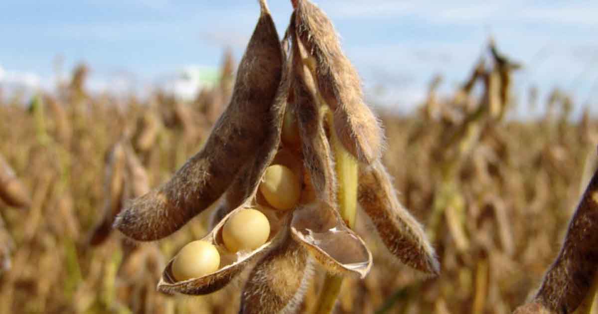 Pakistan's Healthy soybean cultivation to cut $5,000m imports