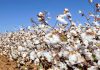 Pakistan and China step up cooperation in cotton research
