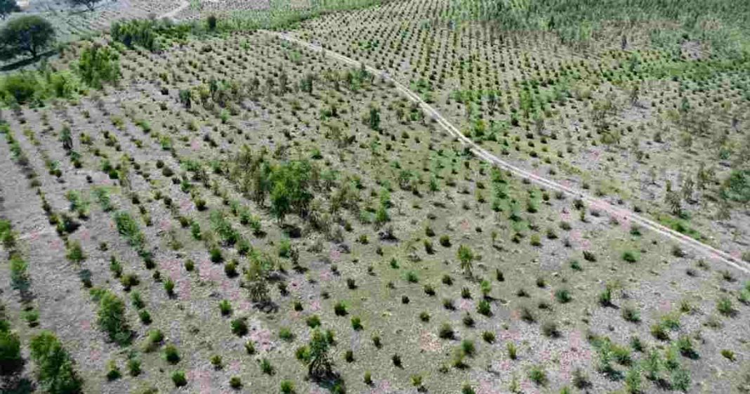UNEP Pakistan ecosystem restoration