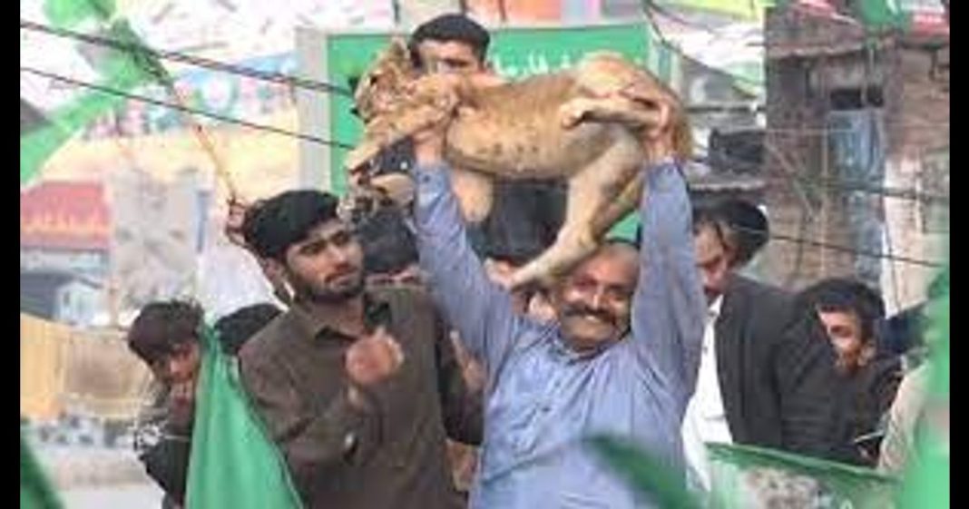 PMLN lion cub