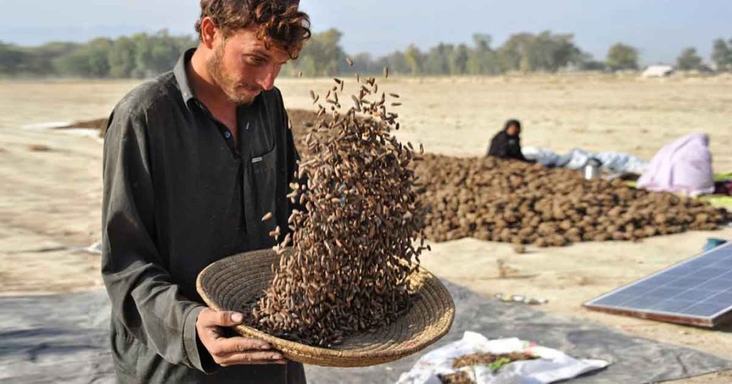 China import pine nuts