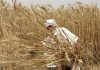 FIA Cracks Down on Corruption in Pakistan's Wheat Procurement