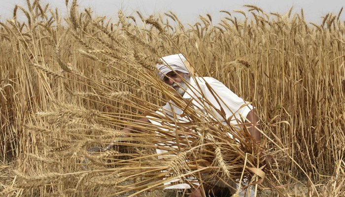 FIA Cracks Down on Corruption in Pakistan's Wheat Procurement